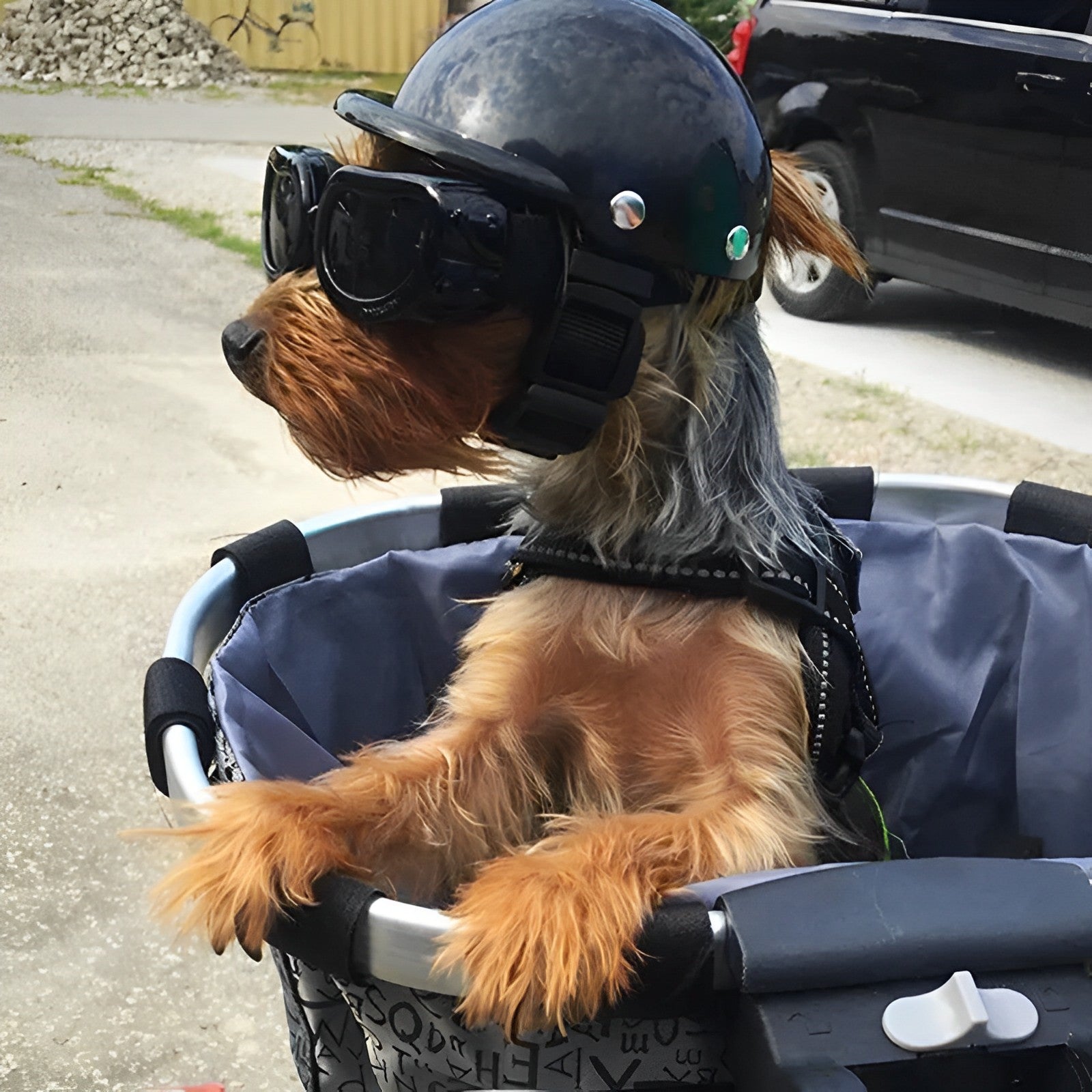 Koiran kypärä- ja suojalasit, TrailPup Trail Riding Edition
