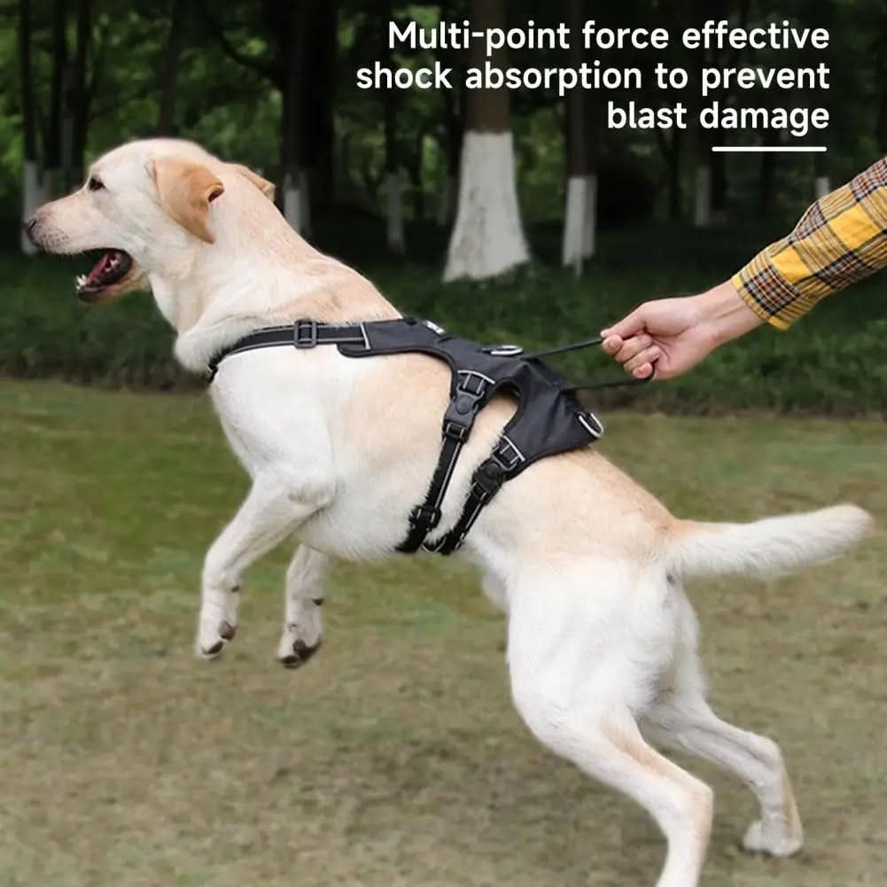 Réfléchissant et anti-fugue pour des promenades en toute sérénité - Fioriscas