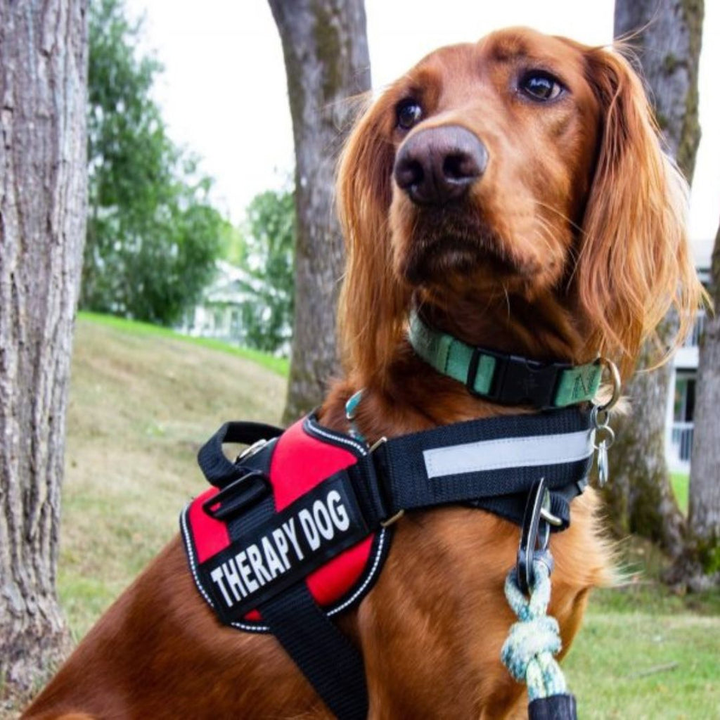 PawGuard Pro -koiranvaljaat säädettävällä talutushihnajärjestelmällä
