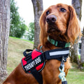 PawGuard Pro -koiranvaljaat säädettävällä talutushihnajärjestelmällä