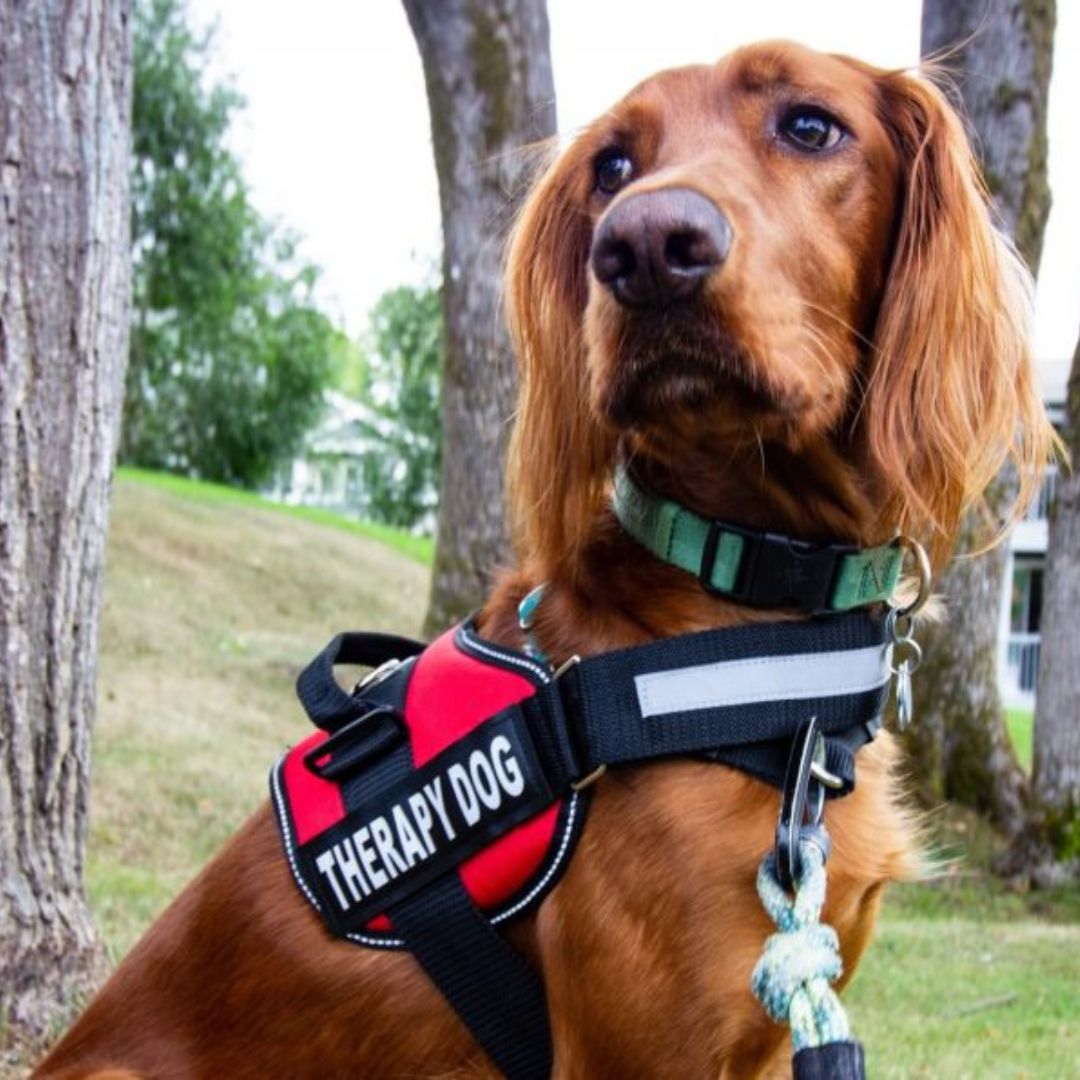 PawGuard Pro -koiranvaljaat säädettävällä talutushihnajärjestelmällä