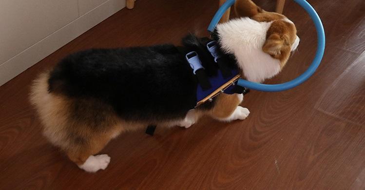 Collare guida con paraurti per cani ciechi WandaPaws, taglie dalla piccola alla grande