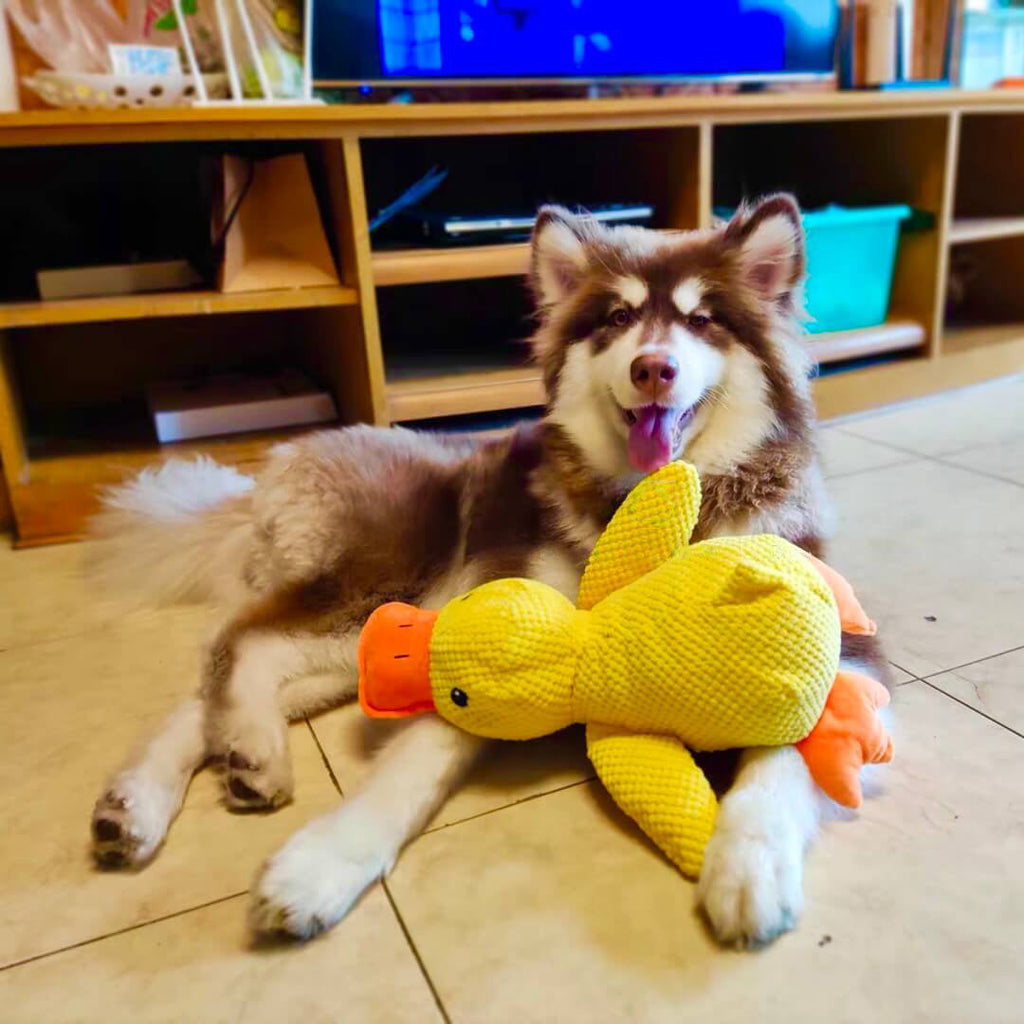 Juguete relajante de pato de peluche para perros, ideal para entretenimiento enriquecedor | Fioriscas
