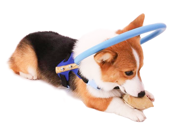 Collare guida con paraurti per cani ciechi WandaPaws, taglie dalla piccola alla grande