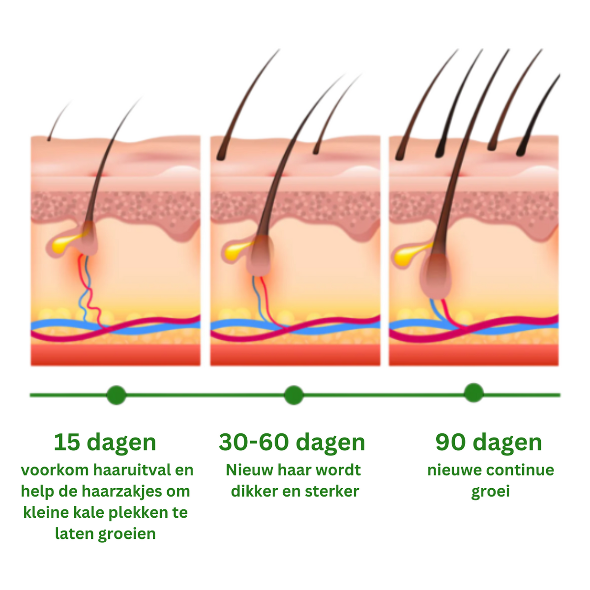 Rosemary Oil Supports Hair Growth And Refreshes Scalp | Fioriscas