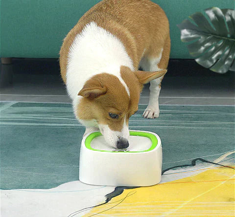No-Spill Pet Water Dispenser With Double-Rim Bowl Design