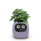 リビングルームの植物ケア向け 7つのセンサー搭載AIスマートプランター | Fioriscas
