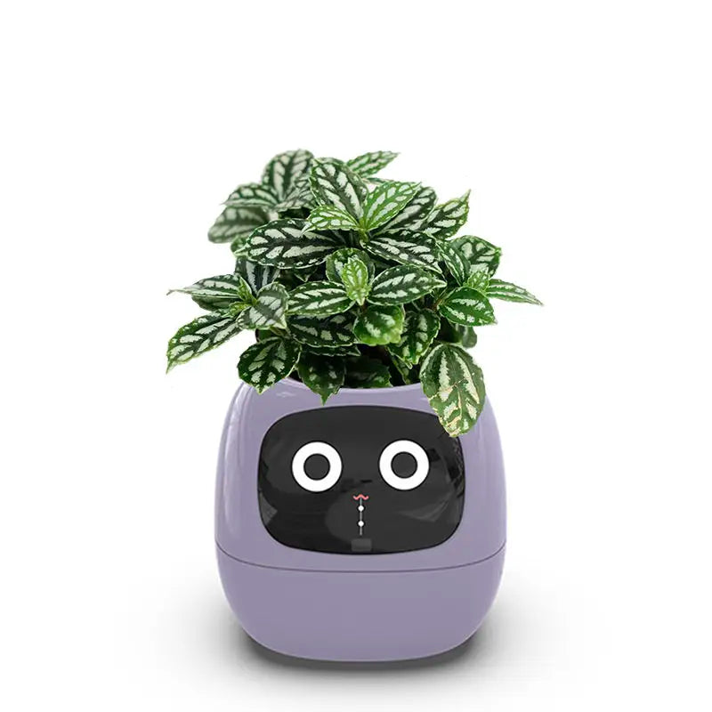 リビングルームの植物ケア向け 7つのセンサー搭載AIスマートプランター | Fioriscas