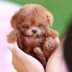 Interactive Plush Puppy Toy With Wagging Tail And Head Turns