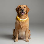 LED-hundesnor med USB-opladning og reflekterende design - Fioriscas