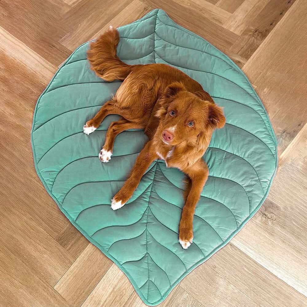 Stilfull hundfilt i bladform med mjuk vaddering och mångsidig användning - Fioriscas