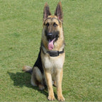 Koiran aitaussarja, FidoFence Pro -langaton rajapanta, kantama 9–240 m