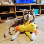 SnuggleBeak pluche speelgoed - piepend hondenspeelgoed - Fioriscas