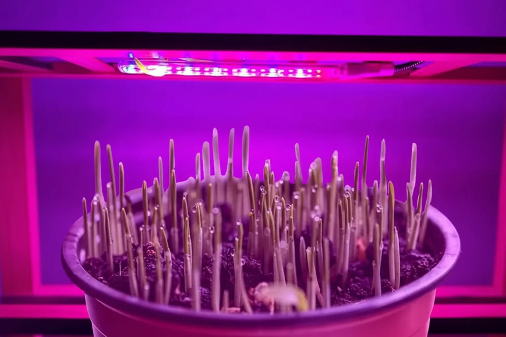 Luz de cultivo LED alimentada por USB para plantas de interior e hidroponia | Fioriscas