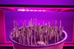 Luz de cultivo LED alimentada por USB para plantas de interior e hidroponia | Fioriscas
