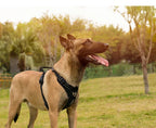Truelove anti-træk-hundesele, refleks med justerbare remme, XS-XL