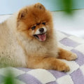 AquaRest • Waterproof Dog Bed for Indoor & Outdoor Comfort - Dog Bed