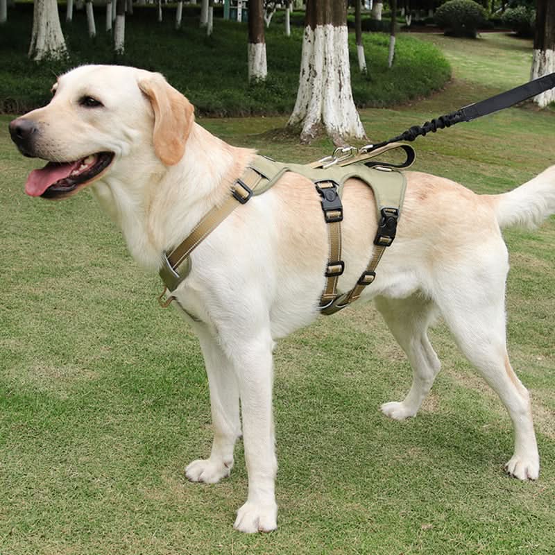Réfléchissant et anti-fugue pour des promenades en toute sérénité - Fioriscas