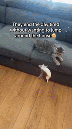 energy-saving, safe & perfect for active cats - Fioriscas