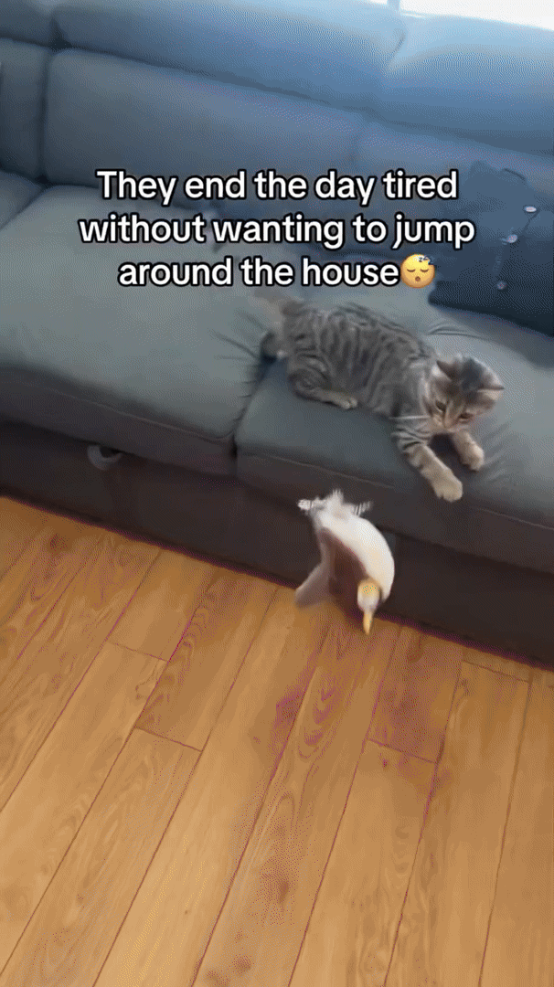 energy-saving, safe & perfect for active cats - Fioriscas