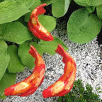 TranquilKoi Transforms Garden Atmosphere