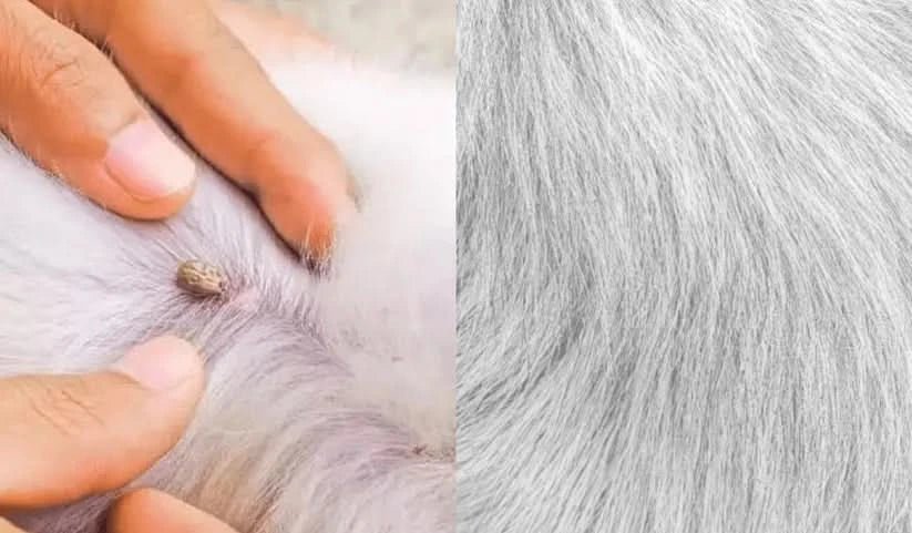 طوق للحماية من البراغيث والقراد للكلاب والقطط - Fioriscas