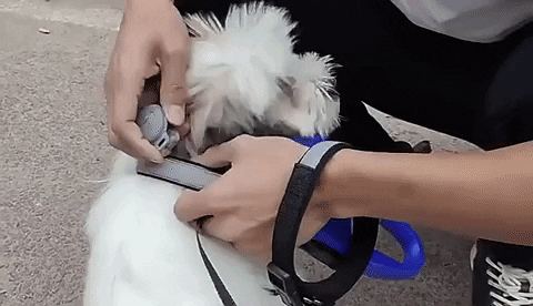 NovaTrail Pro Plus GPS-tracker til hunde i realtid, 4 farver