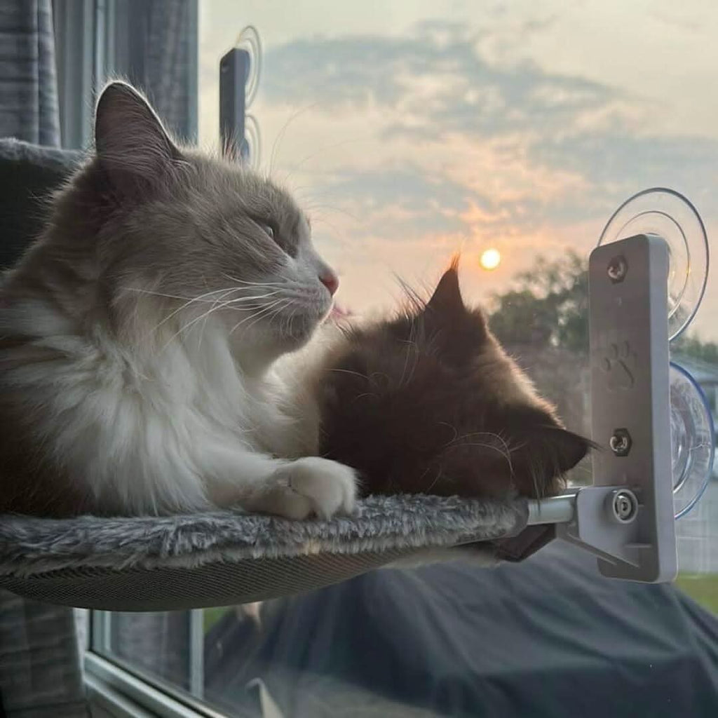 Rede dobrável para gatos, para janelas e paredes - Fioriscas