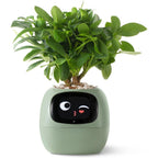 Alexa対応、ジェスチャーで作動するIvyスマート植木鉢コンパニオン | Fioriscas