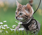 Arnés para gatos a prueba de escapes con detalles reflectantes - Fioriscas