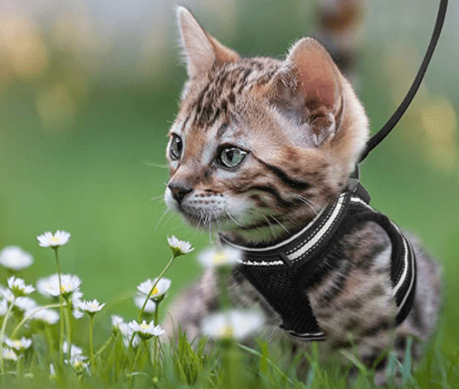 Arnés para gatos a prueba de escapes con detalles reflectantes - Fioriscas