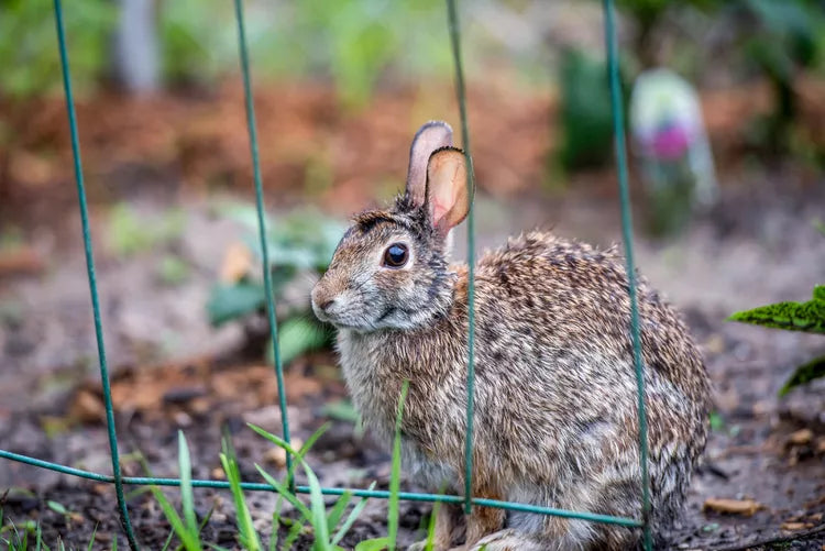GardenGuard odpuzovač králíků na solární napájení s kolíky s blikajícím světlem