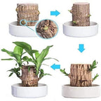 Brazilian Lucky Wood Plant – Indoor Air-Purifying & Good Fortune Décor